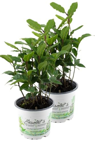 2er Set Lorbeer Pflanze, Gewürzlorbeer aus Nachhaltigem Anbau, frische Kräuter Pflanze 9cm Topf