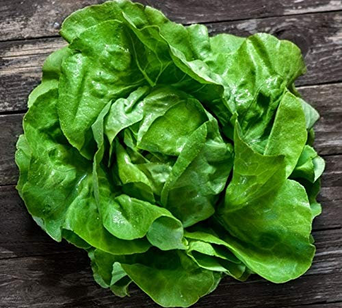 250 x Samen Salat Rainha de Mayo mehrjährig 100% Natursamen aus Portugal handgepflückt