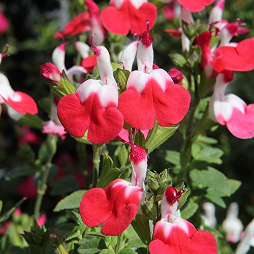 Salvia Little Kiss | Deciduous Perennial | Outdoor Potted Plants | Flowering (30-40cm Incl. Pot)