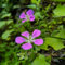 300 pcs storchenschnabel pflanze winterhart samen, blumen balkon, bonsai samen (Geranium sanguineum) herbstblumen, samen zimmerpflanzen flower seeds, pflanzen für garten blumensamen