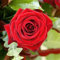 Rosenzwiebeln, Kletterpflanzen, Rosen,Winterharte Staude,Im Freien, Geeignet FüR TöPfe, Duftende Blumen, WunderschöNe Rosen,Rosen Pflanzen Winterhart-1zwiebeln-B