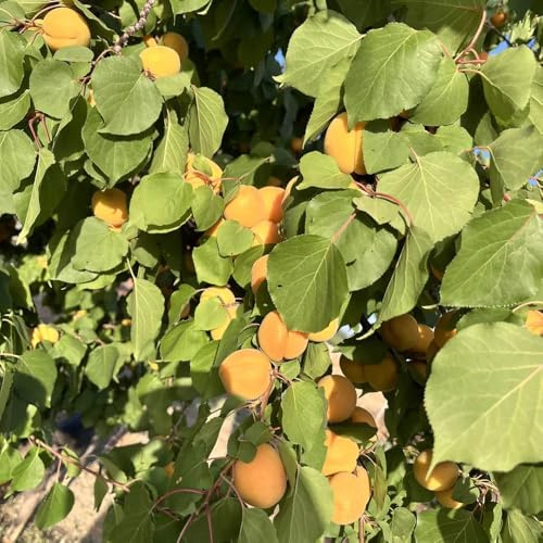 aprikosenbaum kaufen - balkon exotische winterhart seltene hochbeete für garten kletter deko 30samen