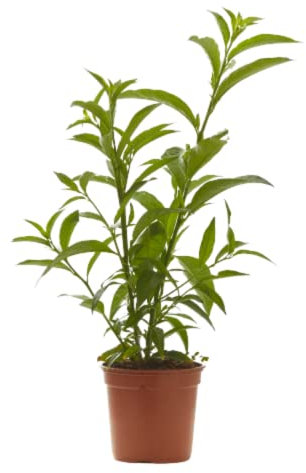 Verdecora Galán de Noche | Cestrum Nocturnum | Dama de Noche | Planta natural de exterior en maceta Ø17cm