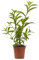 Verdecora Galán de Noche | Cestrum Nocturnum | Dama de Noche | Planta natural de exterior en maceta Ø17cm