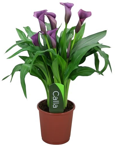 Cala Natural Planta Tropical de Exterior de Cuidado Simple