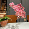 100 pcs Samen-orchideen deko fensterbank pflanzen für draußen，balkonblumen orchideen echte pflanzen garten pflanzen，deko garten zimmerpflanzen，winterharte pflanzen für garten schnittblumen