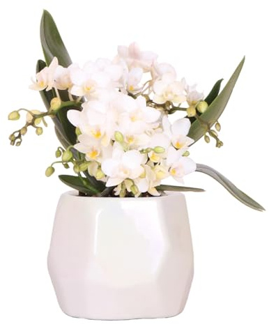 Kolibri Orchids | Orchidea bianca 'Nazaré' + Vaso ornamentale perlato Travertine | Dimensioni del vaso Ø9 cm | Pianta d'appartamento fiorita - Fresca dal coltivatore