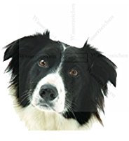 15cm! Aufkleber-Folie Wetterfest Made IN Germany Border Collie T03-UV&Waschanlagenfest-Auto-Sticker Decal Profi Qualität farbig Digital-Schnitt!