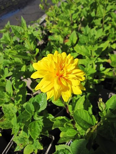 Stauden-Sonnenblume Meteor - Helianthus decapetalus Meteor Verpackungseinheit 1