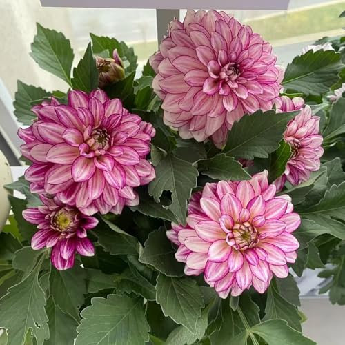 Bulbi di dalia - piante da balcone piante perenni resistenti e perenni per gli amanti del giardino vasi per fiori da giardino interno appartamento bulbi di dalia in vaso vaso 10pcs
