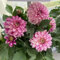 Bulbi di dalia - piante da balcone piante perenni resistenti e perenni per gli amanti del giardino vasi per fiori da giardino interno appartamento bulbi di dalia in vaso vaso 10pcs
