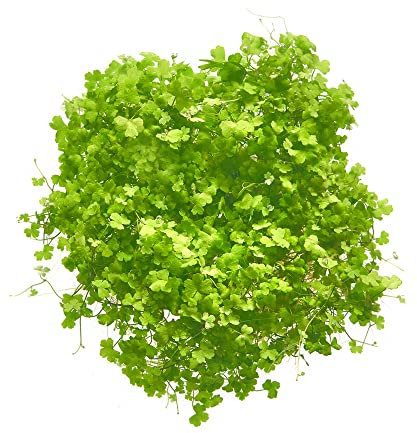 Hydrocotyle tripartita - Japan Kleeblatt in vitro XL - 8,5cm Bechergröße - Mittelgrund Wasserpflanzen für Aquarien