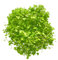 Hydrocotyle tripartita - Japan Kleeblatt in vitro XL - 8,5cm Bechergröße - Mittelgrund Wasserpflanzen für Aquarien