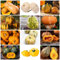 80 Pcs Kürbis Samen Bio, Kürbiskerne - Cucurbita Moschata - Bio Saatgut, Pflanzen Samen Kürbis Saatgut Kürbissamen, Wintergemüse Samen Gemüsesamen Bodendecker Samen, Gemüsesamen Balkon