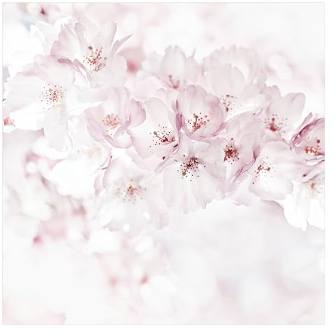 micasia Fototapete inkl. Kleister - 3D Blumen Vliestapete Made in Germany UV-beständig Geruchsfrei - Kirschblüte Landhaus rosa Wohnzimmer Schlafzimmer 3693 (336x336cm)
