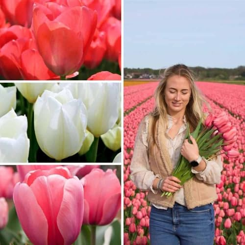 Tulpenzwiebeln Tulip Sensation Mix - 50 Blumenzwiebeln - Zwiebelgröße 12+ - Weiß, Rosa, Rot Mix, großblütig, Frühlingsblüher, winterhart - direkt vom Züchter - Flowerbulbs Amsterdam