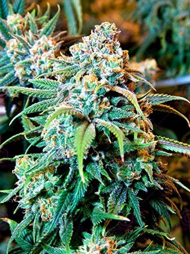 Doppelganger33 LTD Photography Nature Cannabis Marijuana Weed Plant Canvas Art Print