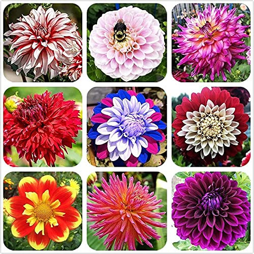FStening 200 Piezas Semillas De Dalia Elegante Hermoso Tiene Un Temperamento Especial Flores Cortadas De Larga Duración Se Han Agregado Colores Encantadores Al Jardín