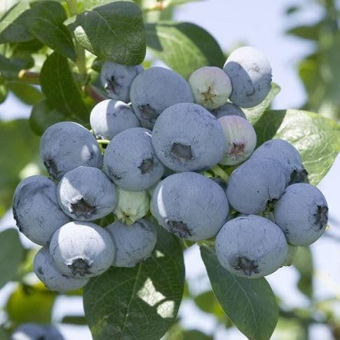 PIANTA DI MIRTILLO GIGANTE AMERICANO VAR. REKA® 100% BIOLOGICA (12 piante)