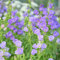 200 pcs glockenblume pflanze samen balkon deko gartenblumen mehrjährig winterhart zimmerpflanze blumensamen geschenk gastgeschenk blumensamen topfpflanzen draußen winterhart mittagsblume