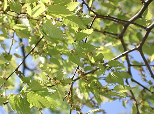 Japanische Zelkove Zelkova serrata Pflanze 5-10cm Keaki Japanische Ulme Rarität