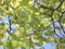 Japanische Zelkove Zelkova serrata Pflanze 5-10cm Keaki Japanische Ulme Rarität