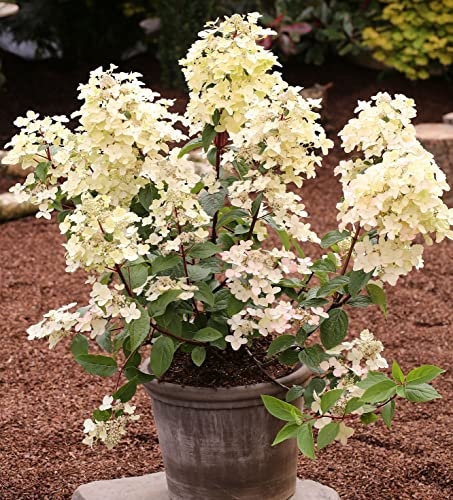Rispenhortensie Wims Red 80-100cm - Hydrangea paniculata