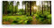 Paul Sinus Tableau mural 120 x 60 cm Forêt d'épicéas Vert Rayons de soleil Nature Arbres, Décorations Murales