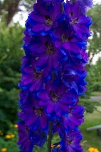 SEMI Delphinium Una varietà di colori dei fiori semi- GIGANTE - Delphinium Cultorum semi giardino fiore pianta W22 blu scuro Delphinium