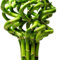 Lucky Bambou 40 cm - 5 tiges spiralées - Plante d'intérieur en pot Rebord de fenêtre