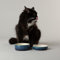 Scruffs Ombre 2pc Cermaic Cat Food & Drink Bowl Set - Blue