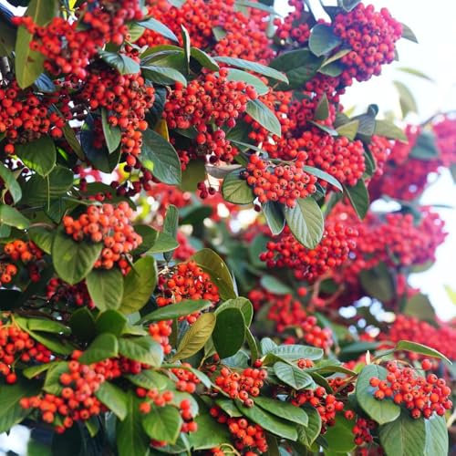 semillas de cotoneaster, jardín de arbustos Cobertura del suelo Cotoneaster dammeri, regalos para jardineros variedades antiguas semillas orgánicas árboles samen arbustos resistentes 180pcs