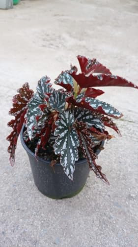 Begonia Maculata, Pianta da Interno con Foglie Punteggiate, Begonia Mini Decorativa, Pianta a pois o ali di angelo. (Foglia Verde)