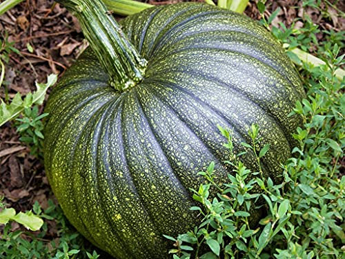 Huifang 20 Stück Regenbogen Chrysantheme Blumensamen