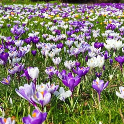Plant in a Box - Crocus Large Flowering Mix - Blumenzwiebeln x30 - Krokus - Lila/Gelb
