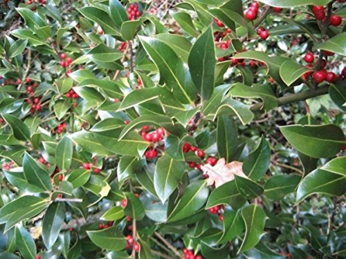 Ilex aquifolium Alaska - Stechpalme Alaska - Größe 80-100 cm