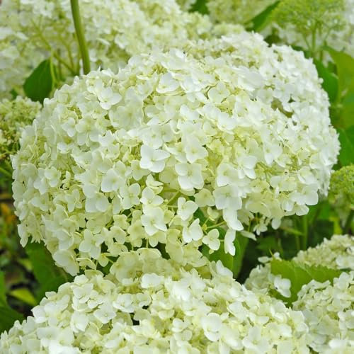 Hydrangea arborescens 'Annabelle' - Hardy Shrub with Enormous Spherical White Flower Heads - RHS Award of Garden Merit – 2X 3.6 Litre Potted Plant by Thompson & Morgan
