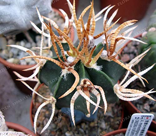 Bloom Green Co. Materiali 200PCS Giardino! 9 Tipi di Misti Piante Saftiger Kaktus Bonsai Bonsai Fall vegetali Giardinaggio Vasi di Fiori Giardino Della casa Bonsai: 11