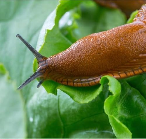 Nematoden gegen Schnecken aus Ferrarium - 25m2 Schneckenbekämpfung - 8 Millionen Nematoden