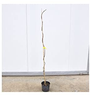 Offerta Albero del Kiwi (1 Maschio + 2 Femmine)