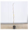 Offerta Albero del Kiwi (1 Maschio + 2 Femmine)