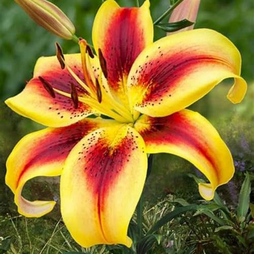 Bulbi Di Giglio-Giglio Bulbi Asiatico,Giglio Bulbi,Lilium Bulbi Giganti,Fiori Nuziali-2bulbi-c
