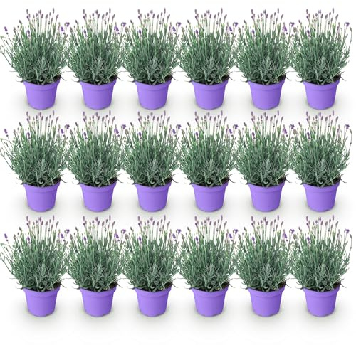 GreenboutiQ - Gartenpflanze - Lavandula angustifolia Munstead - Lavendel - Winterhart - Lila - 18 Pflanzen - Topf 12cm - Höhe 15-25cm
