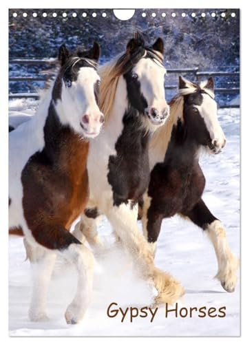 Gypsy's (Wandkalender 2026 DIN A4 hoch), CALVENDO Monatskalender: Pferde mit Puschelfüssen (CALVENDO Tiere)