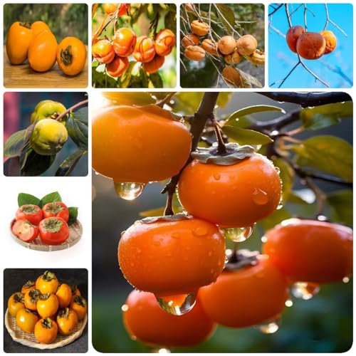 150 pcs kaki baum pflanze samen bonzai baum pflanztopf winterharte kübelpflanzen kakibaum,Diospyros kaki, obstsamen pflanztöpfe garten geschenk bonsai tree ökologische geschenke bäume