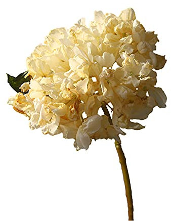 Fiori Artificiali, Fiori Artificiali di Ortensia di Seta, Fiori Finti Arancio Bruciato, Fiore Artificiale con Bordi Bruciati, Bouquet Retrò di Fiori Finti di Ortensia Decorazione della Casa Fiore(#2)