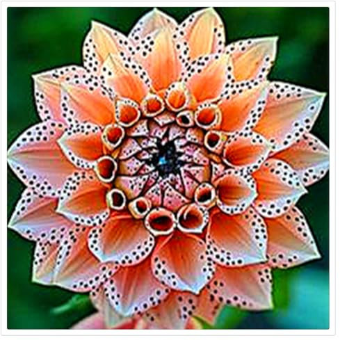 Dahlien Zwiebeln,Winterhart Mix Dahlienknollen,Dahlien Knollen GroßBlumig,Dahlien Zwiebeln Winterhart Dahlien Zwiebeln,Dahlien Knollen Winterhart,Winterhart MehrjäHrig-2knollen-g