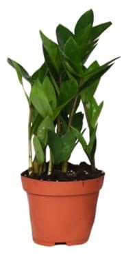 Zamioculcas - 30cm - Ø12cm - Zimmerpflanze - Immergrün