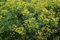 RUTA GRAVEOLENS NR.100 SEMI