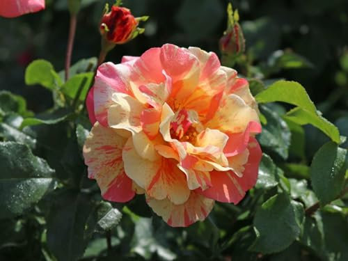 Strauchrose Fruite ® (Container)